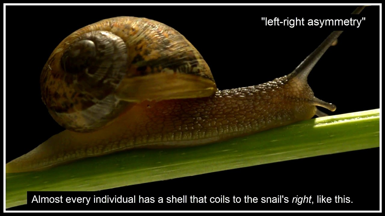 Jeremy the Lefty Snail and Other Asymmetrical Animals