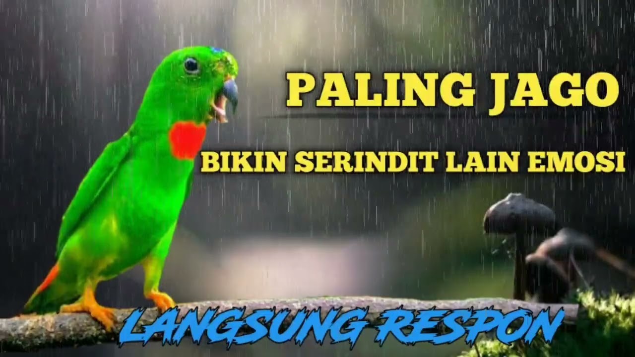 🔴 HITUNGAN MENIT SERINDIT LAIN LANGSUNG RESPON‼️PANCINGAN SERINDIT GACOR‼️