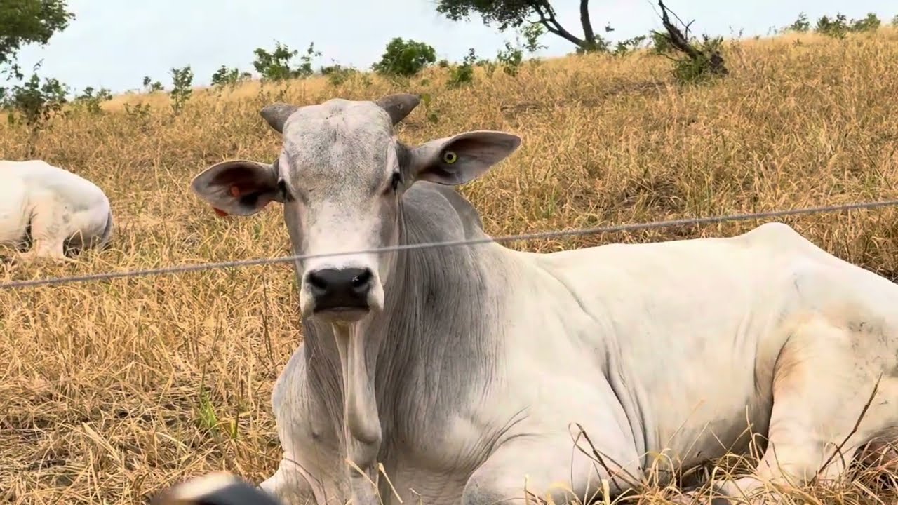 CHARLLES E TIRINGA MOSTRANDO A ROTINA DA FAZENDA DO PIAU&Iacute; (PARTE 3) | COM&Eacute;DIA SELVAGEM