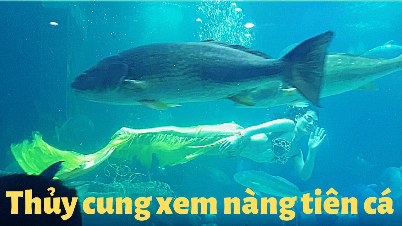 Tham quan Thủy cung Times City ngắm nàng tiên cá siêu đẹp | Viet Nam travel