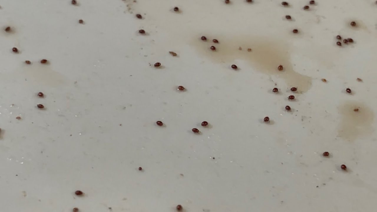Mites and Worms Not the Bad Boys You Think They Are