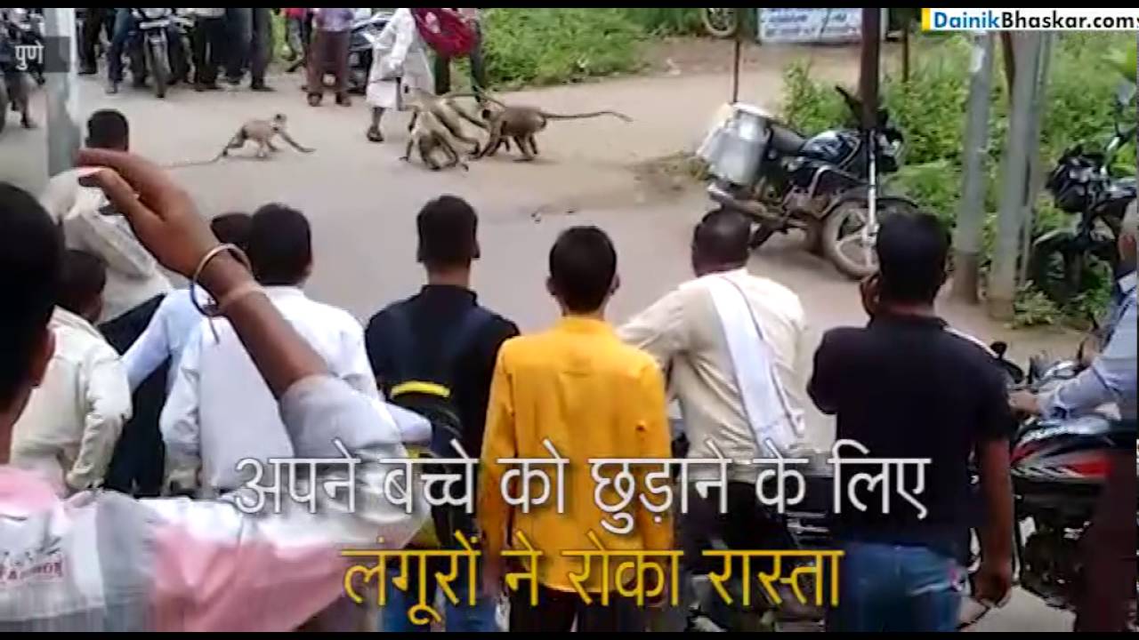 Langoors Attack Milk Man - Full Video