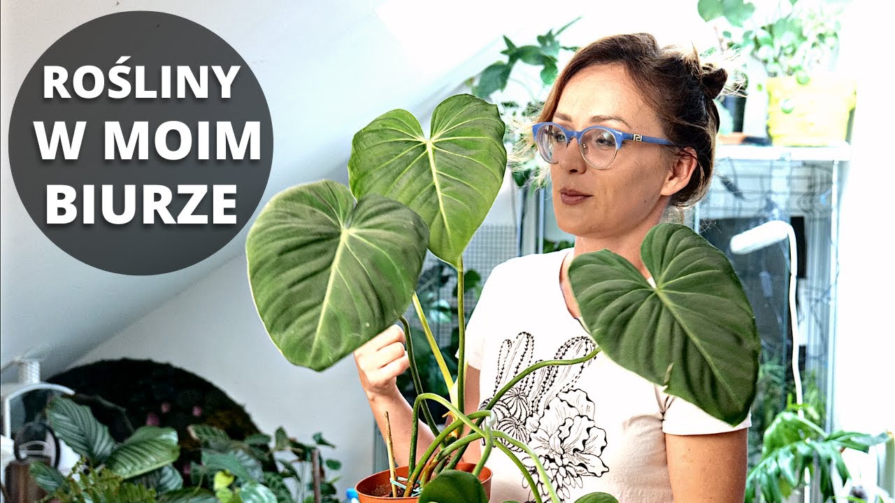 Rośliny domowe w moim biurze. VLOG Roślinne aktualizacje