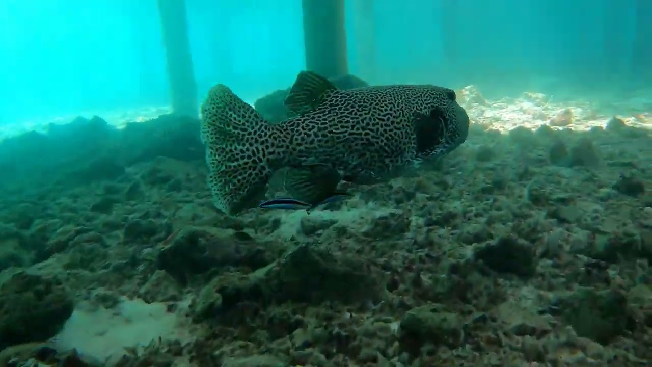 Maldives, Grand Park Kodhipparu, snorkeling 19-21.02.2023