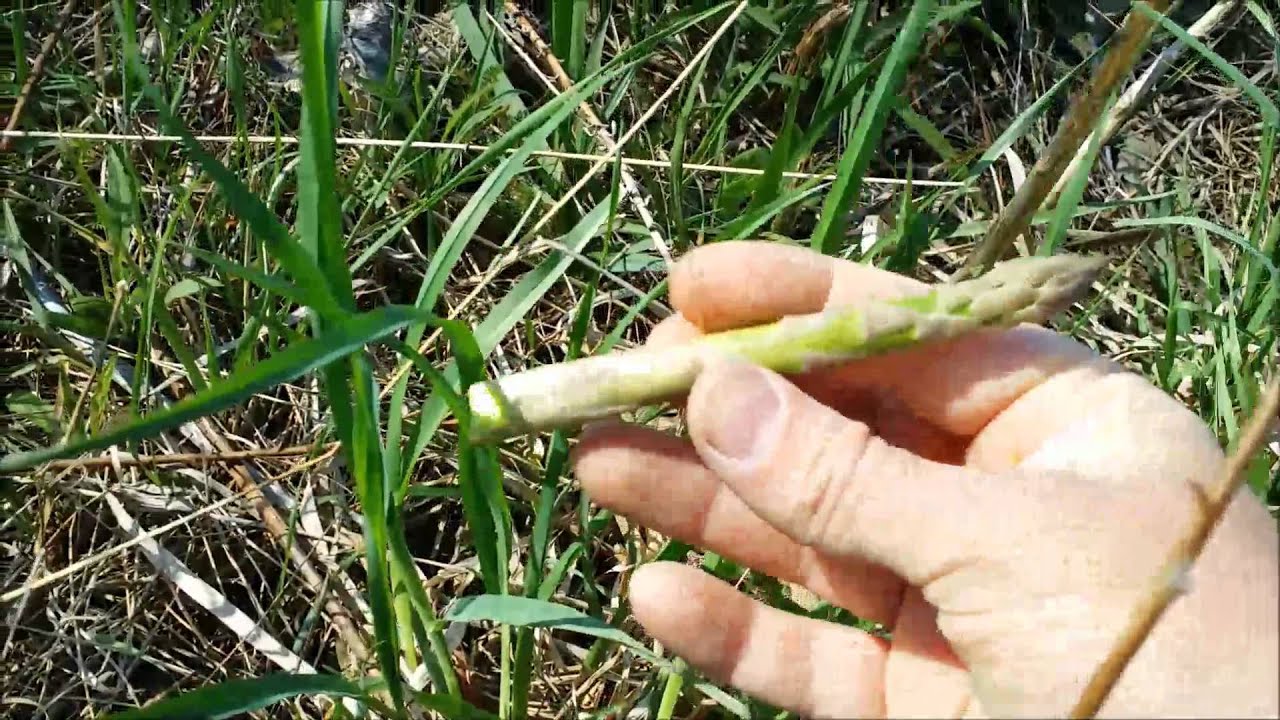 Foraging For Wild Edible Asparagus Organic Free Food