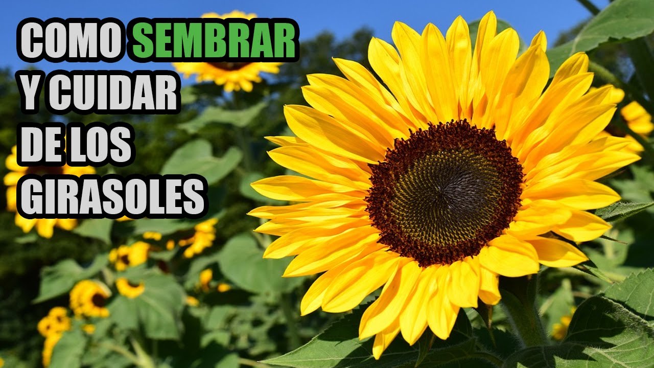 5 Recomendaciones para la siembra y el cuidado de los girasoles