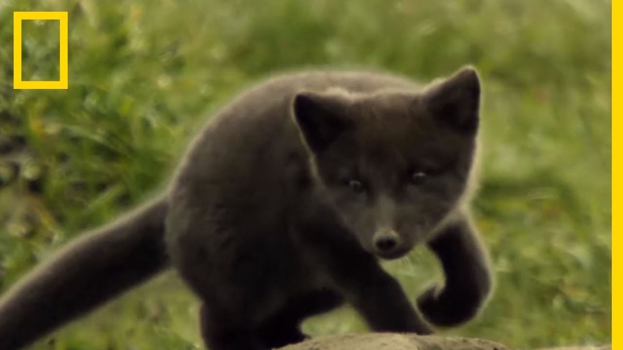 D&eacute;couverte des renardeaux d'Arctique