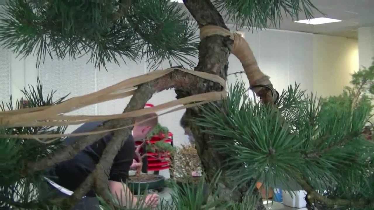 (HD55) L'arbre et le geste avec Thierry FONT / Vidéo9