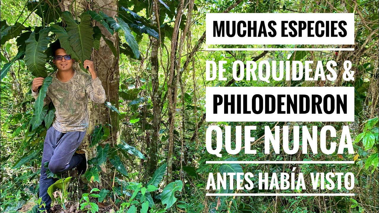 Muchas ESPECIES de ORQUÍDEAS & PHILODENDRON que nunca antes había visto 🇨🇴😱