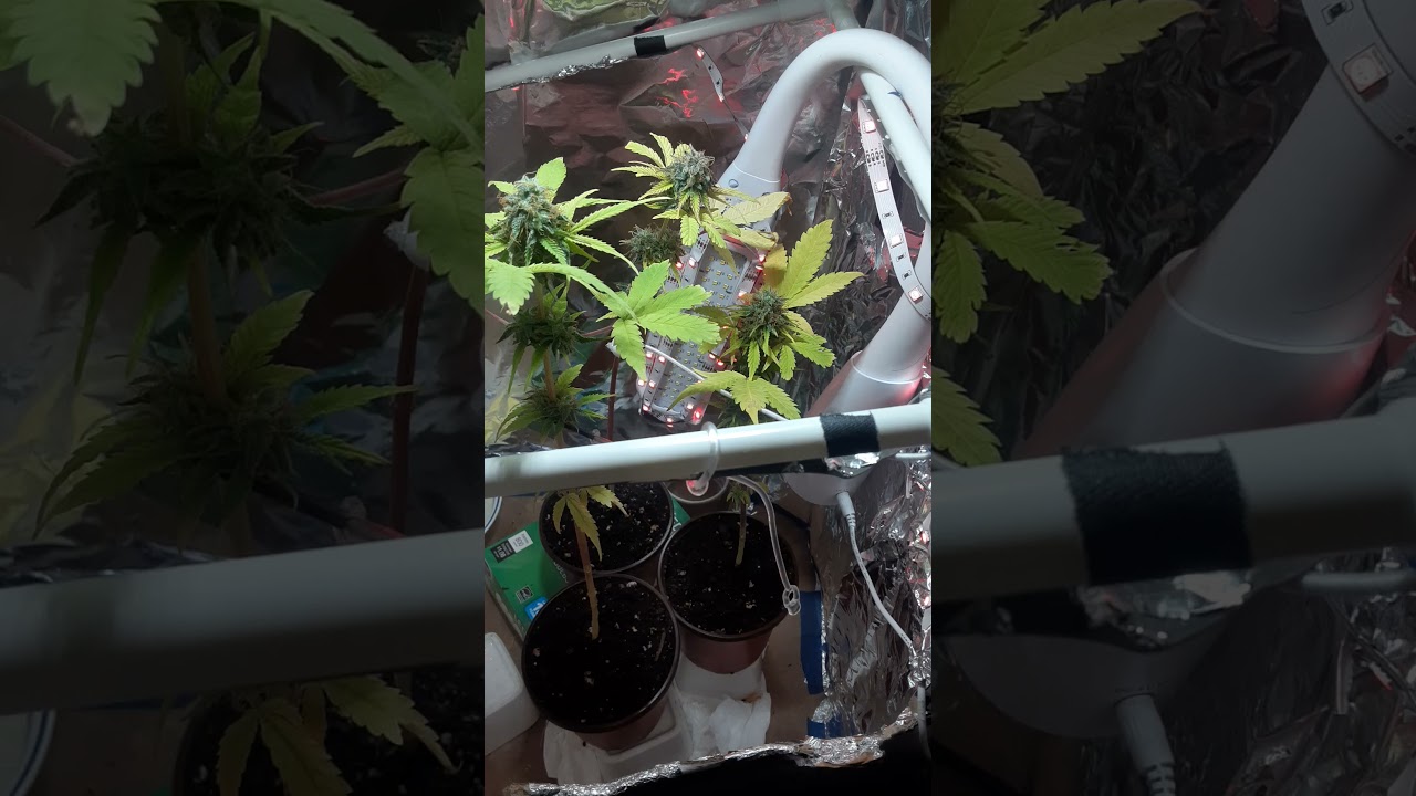 Week 4 of flowering