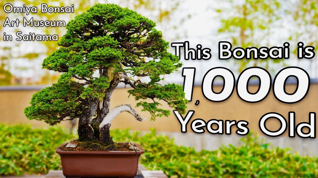 The World of Bonsai: A Look into Art Made from Living Things