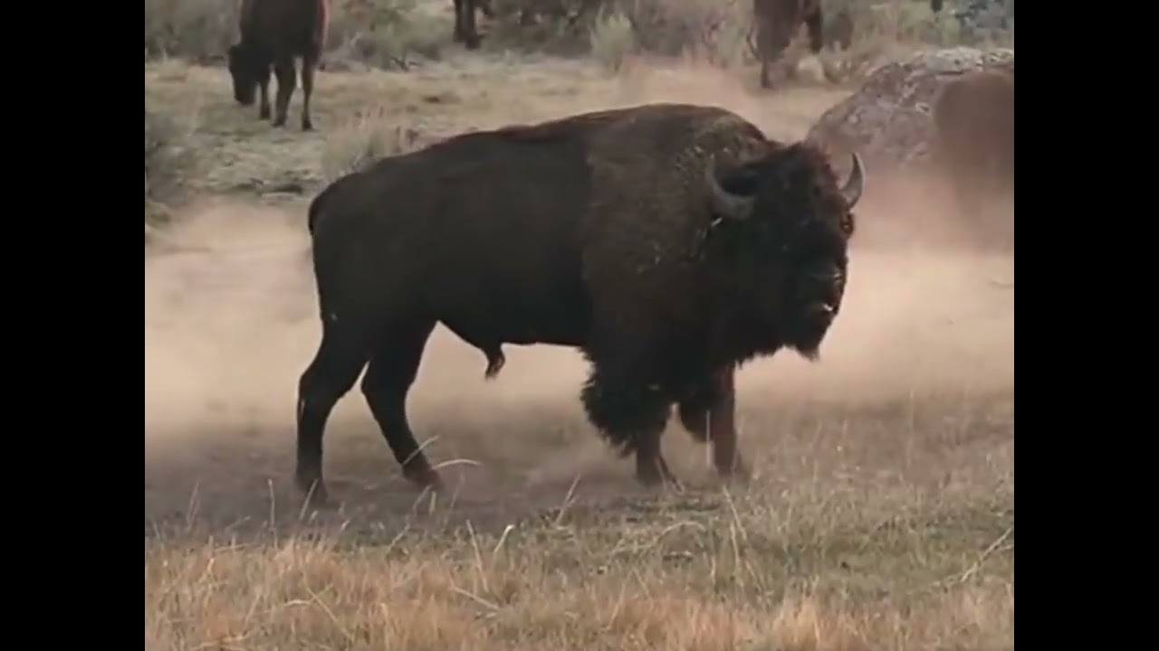 Sombra mostra o animal Bisão da Austrália 