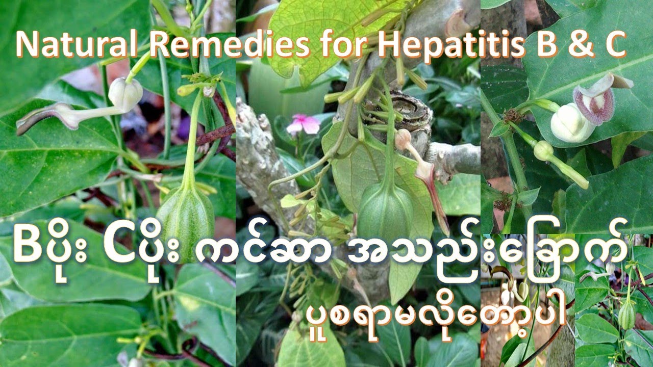 ဣသရမူလီ #Indian Birthwort #​ဆေးဖက်ဝင်ပင် #ဘီပိုး#စီပိုး#အသည်း​ခြောက်#နှလုံး​သွေး​ကြောကျဥ်း#​
