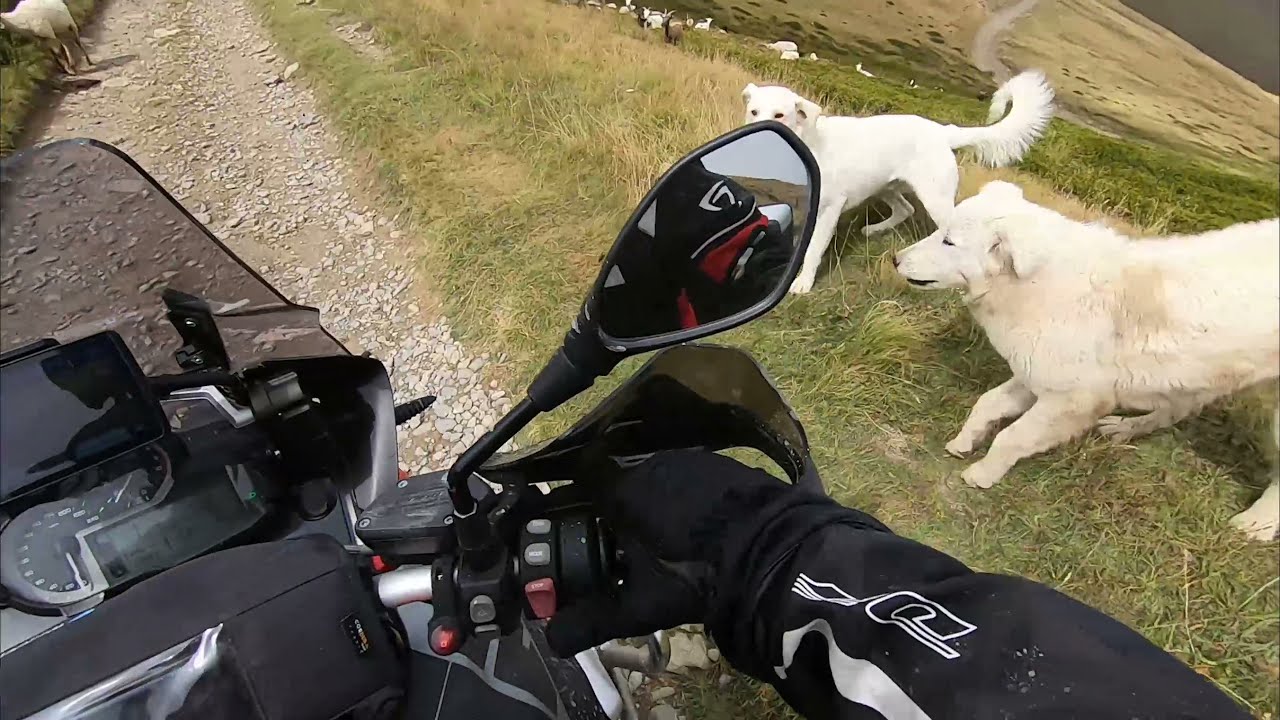 Off road et chiens de berger