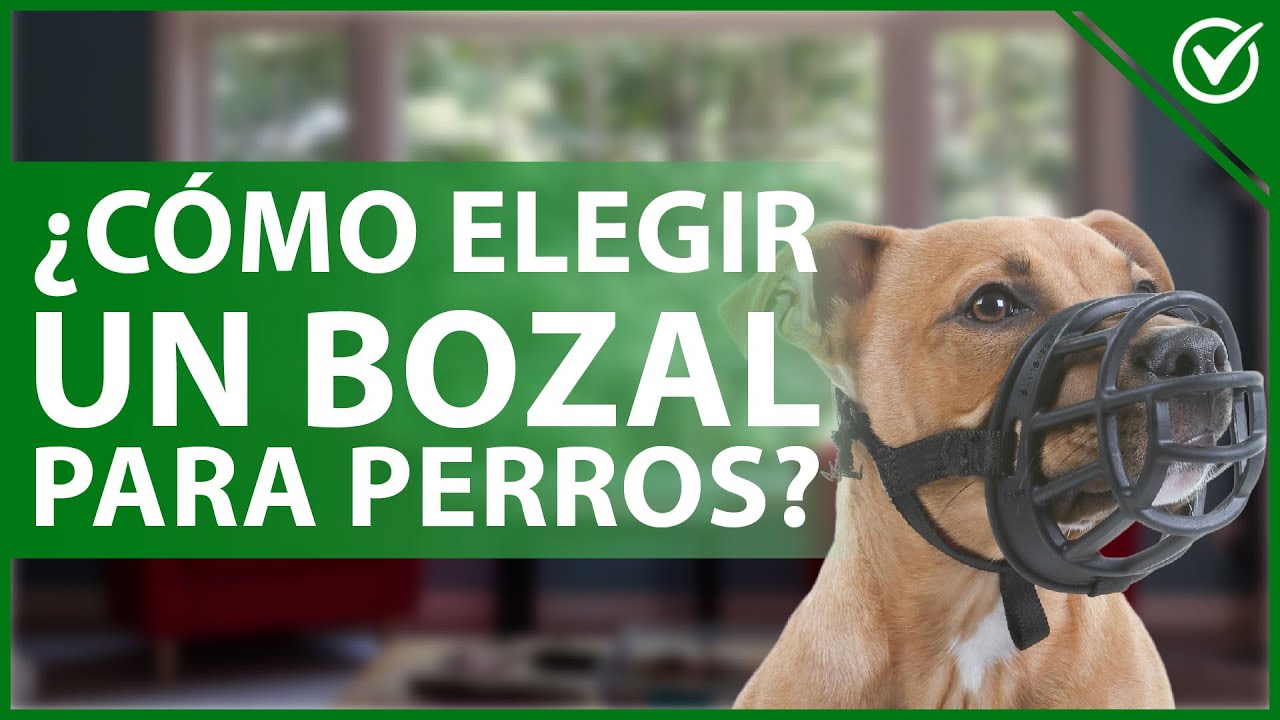 🐶 ¿Cómo ELEGIR el BOZAL para mi PERRO? - Tipos y recomendaciones 🐶