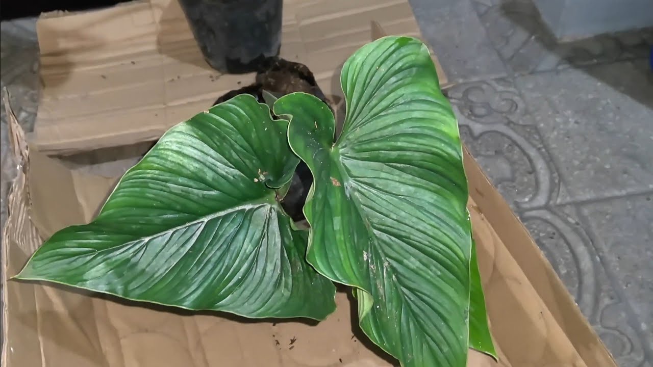 Unboxing Plant Mail from Lazada | |Philodendron Mamei | Rare Plant