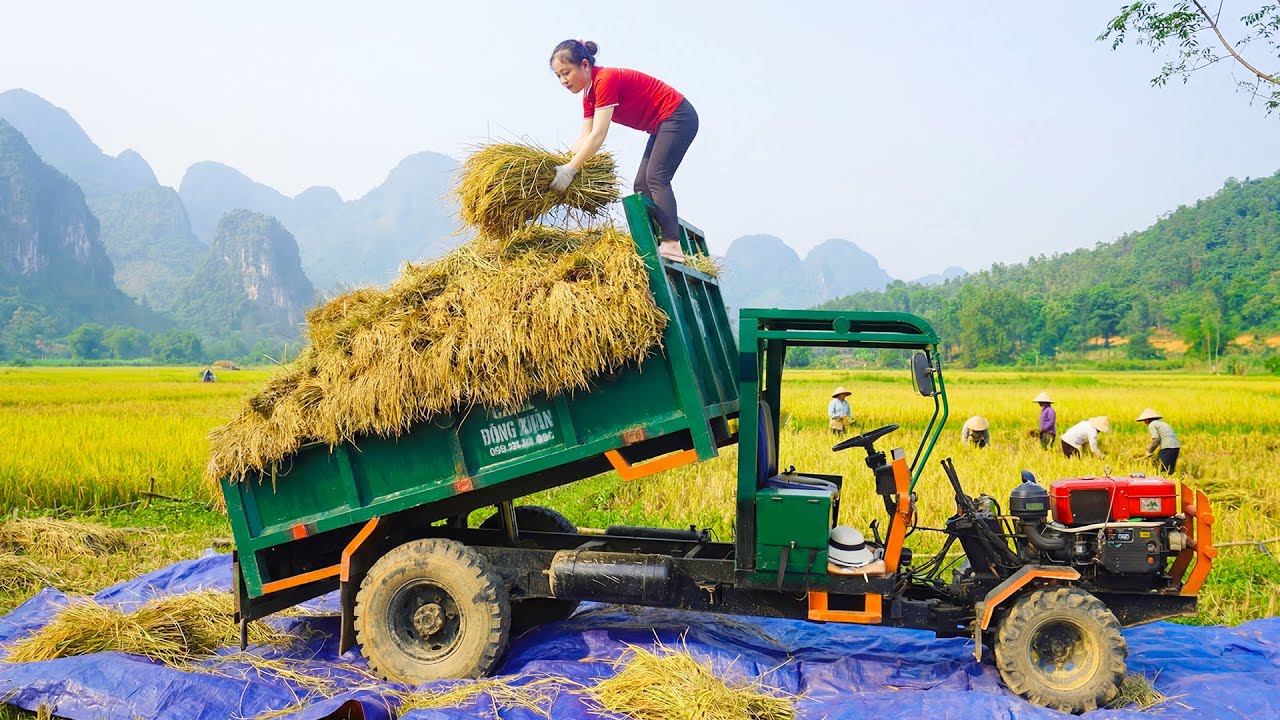 Harvest Use Truck to Transport 300+ Tons Rice During, Taking Care of Animals