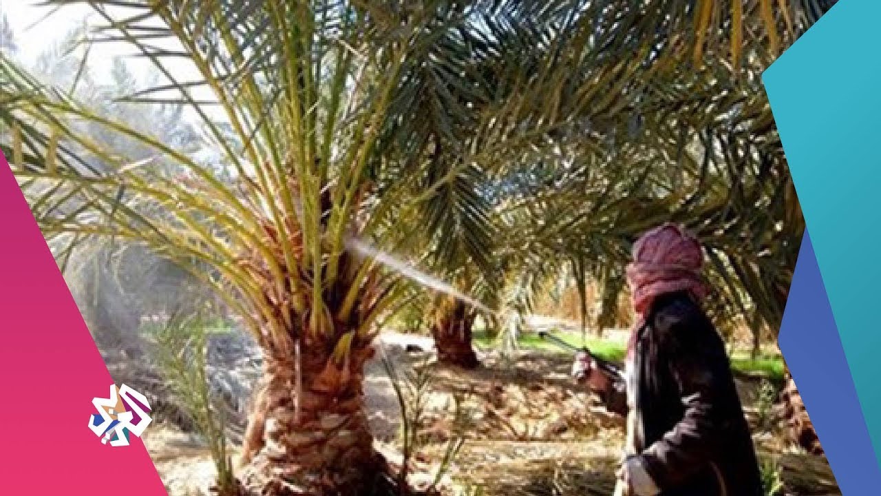شبابيك | سوسة النخيل الحمراء.. خطر صامت يهدد الواحات الليبية