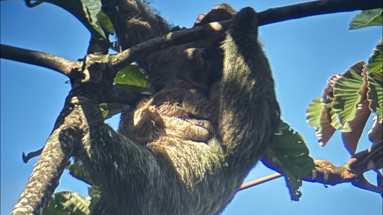 I’m on a hike in Costa Rica and I saw a sloth