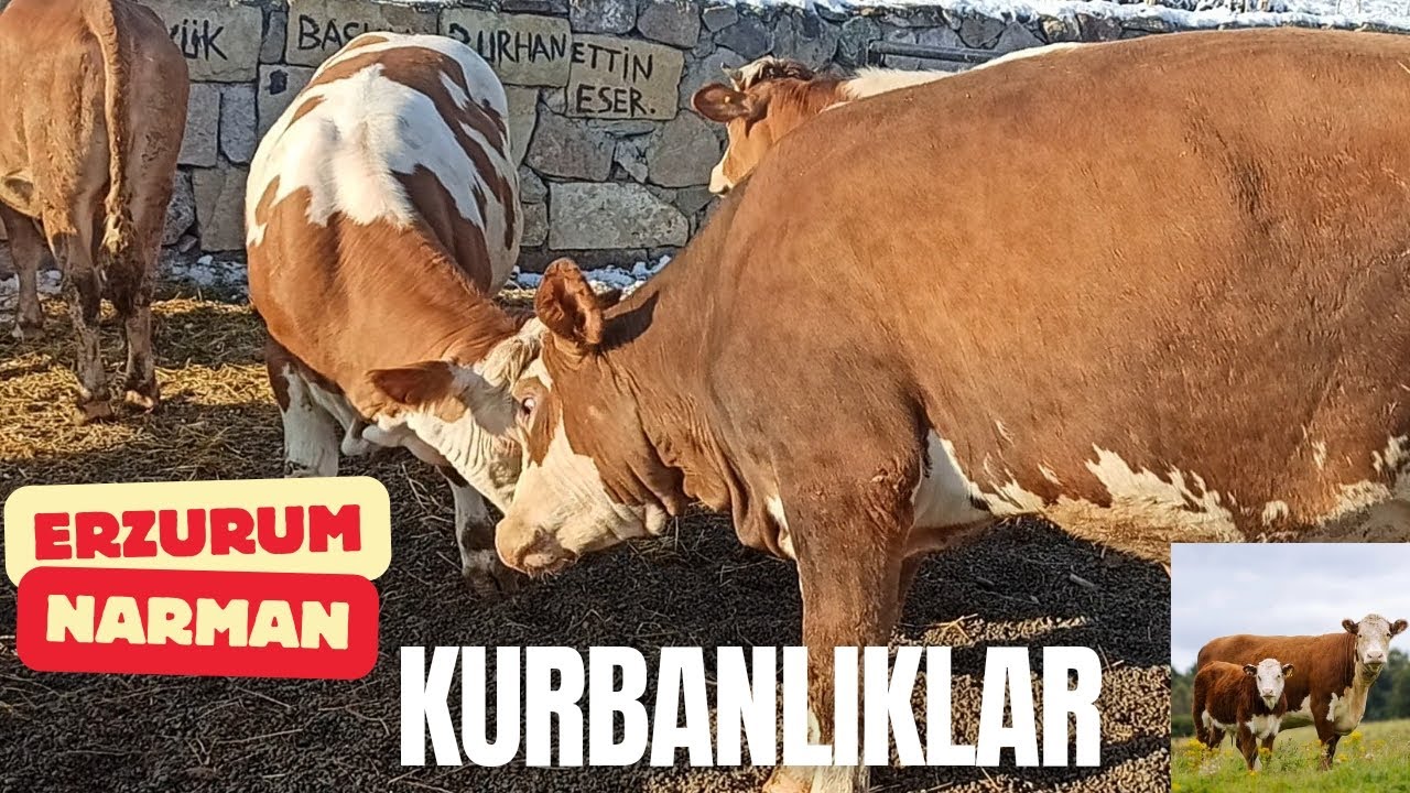 ERZURUM NARMAN CANLI HAYVAN PAZARI/ GÜNCEL ET KESİM FİYATLARI