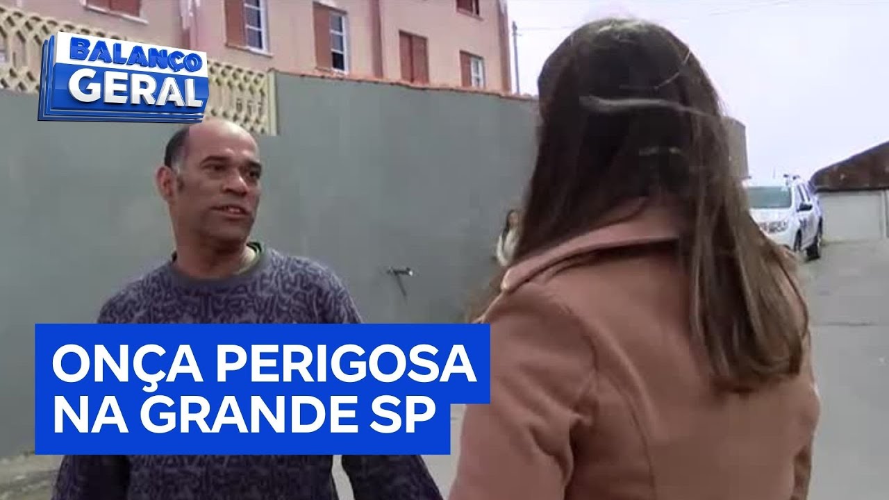 Presen&ccedil;a de on&ccedil;a-parda assusta moradores em Mau&aacute; e Ribeir&atilde;o Pires, na Grande SP