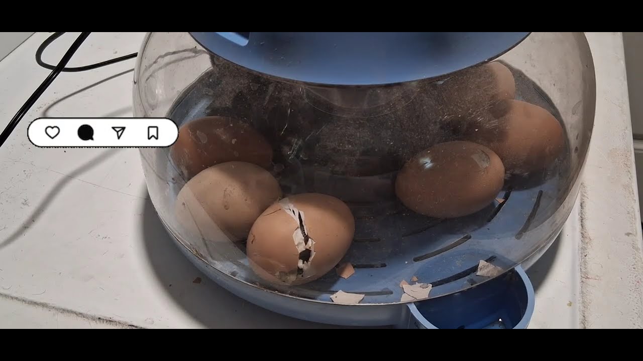 how baby chick hatching