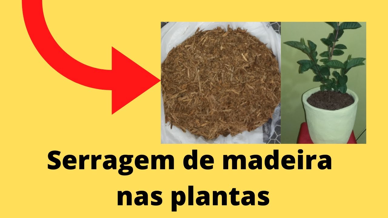 SERRAGEM DE MADEIRA NAS PLANTAS