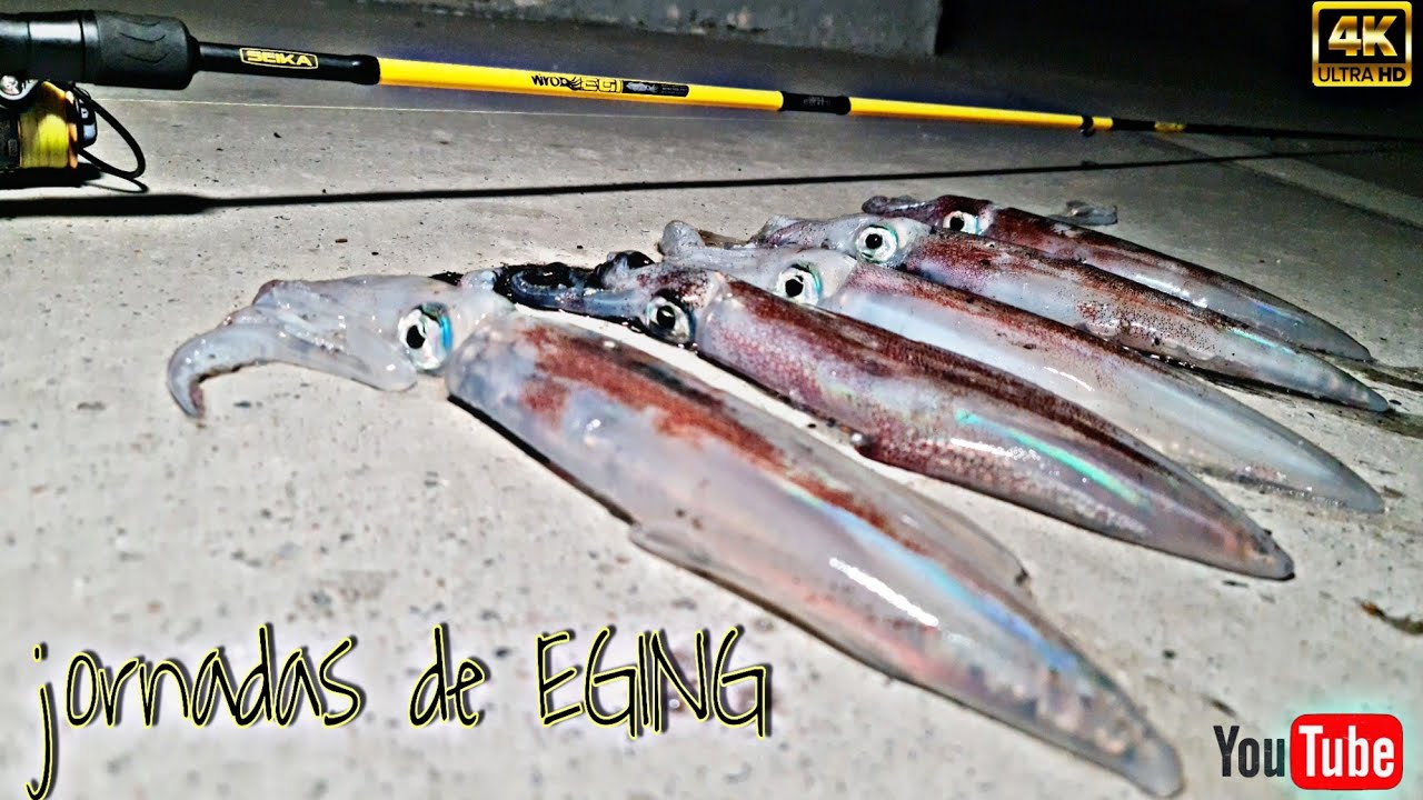 ‼️Nuevo contenido para el canal jornadas de ( EGING ) 🦑