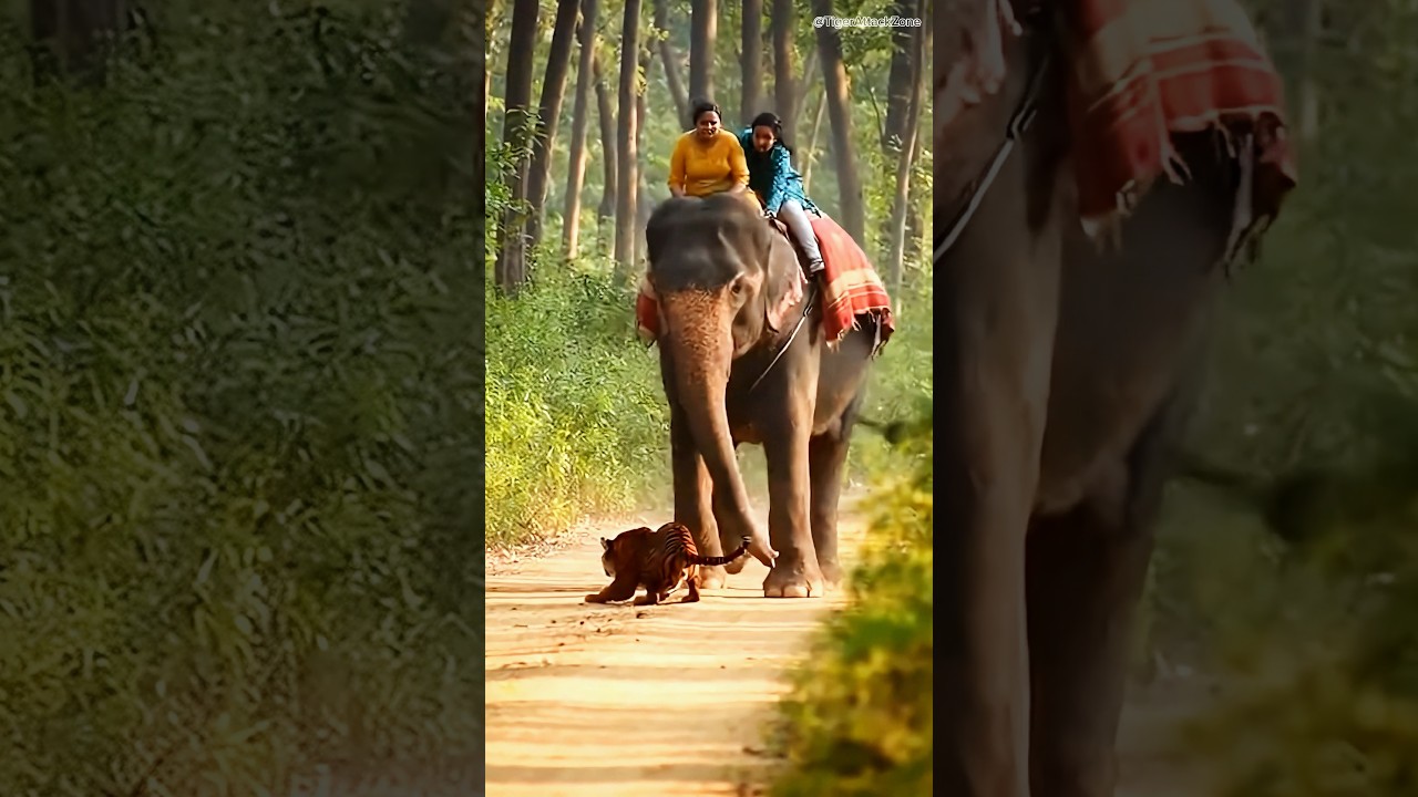Giant Tiger vs Elephant &mdash; Unexpected Encounter 🐅