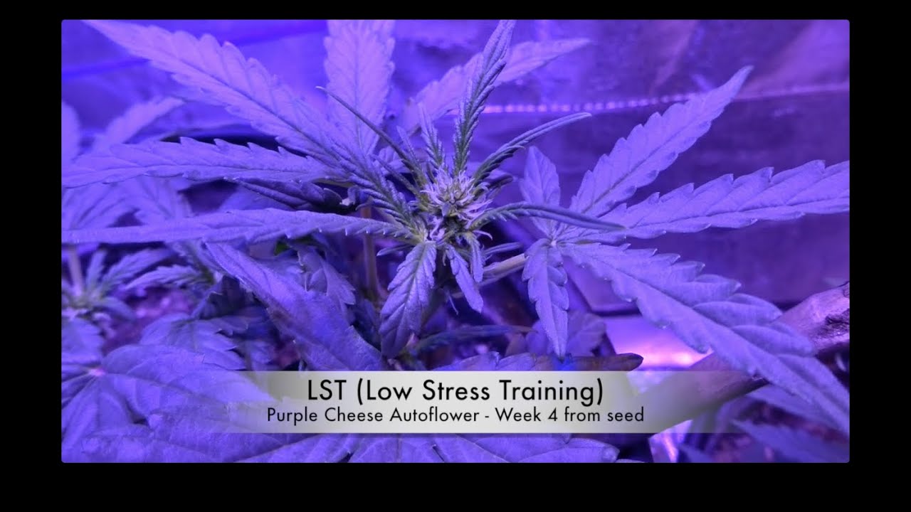 Pro Grow 260 Modular   Purple Cheese Autoflower Week 4