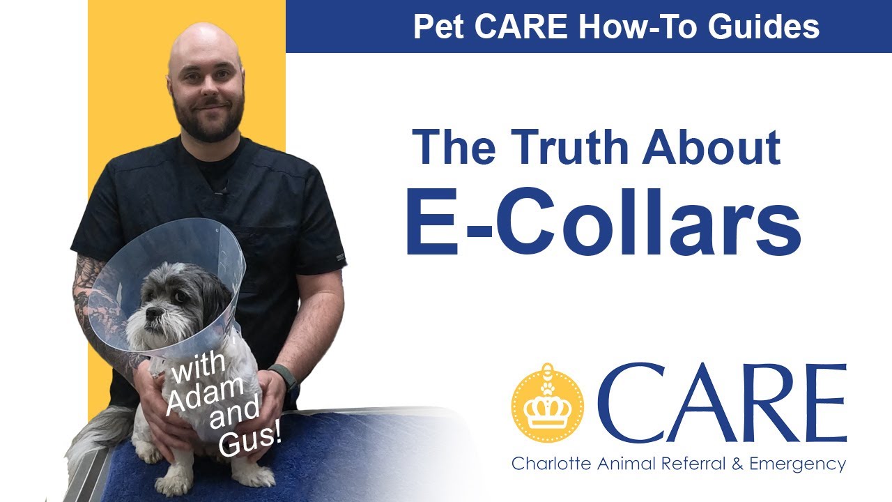 The Truth About E-collars - Pet CARE How-To Guides