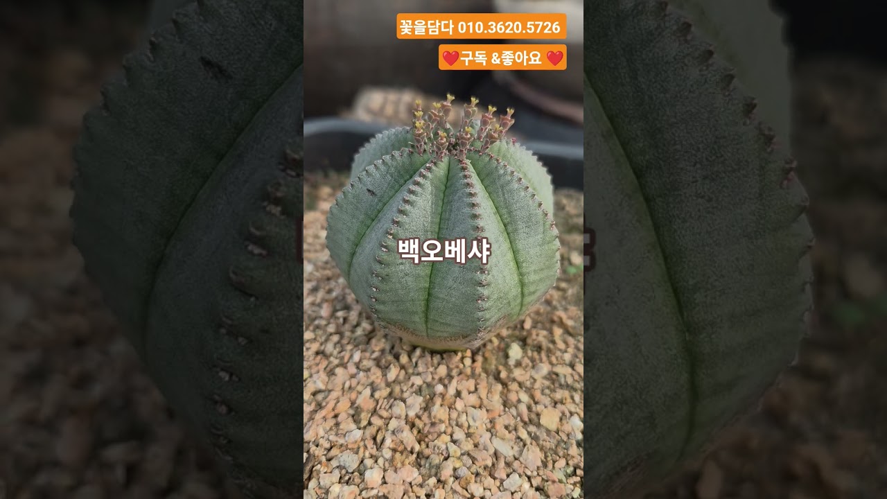 이뿌고 사이즈좋은 #백오베샤 📲구입문의 010.3620.5726 #선인장 #희귀선인장 #수입선인장 #cactus #선인장금