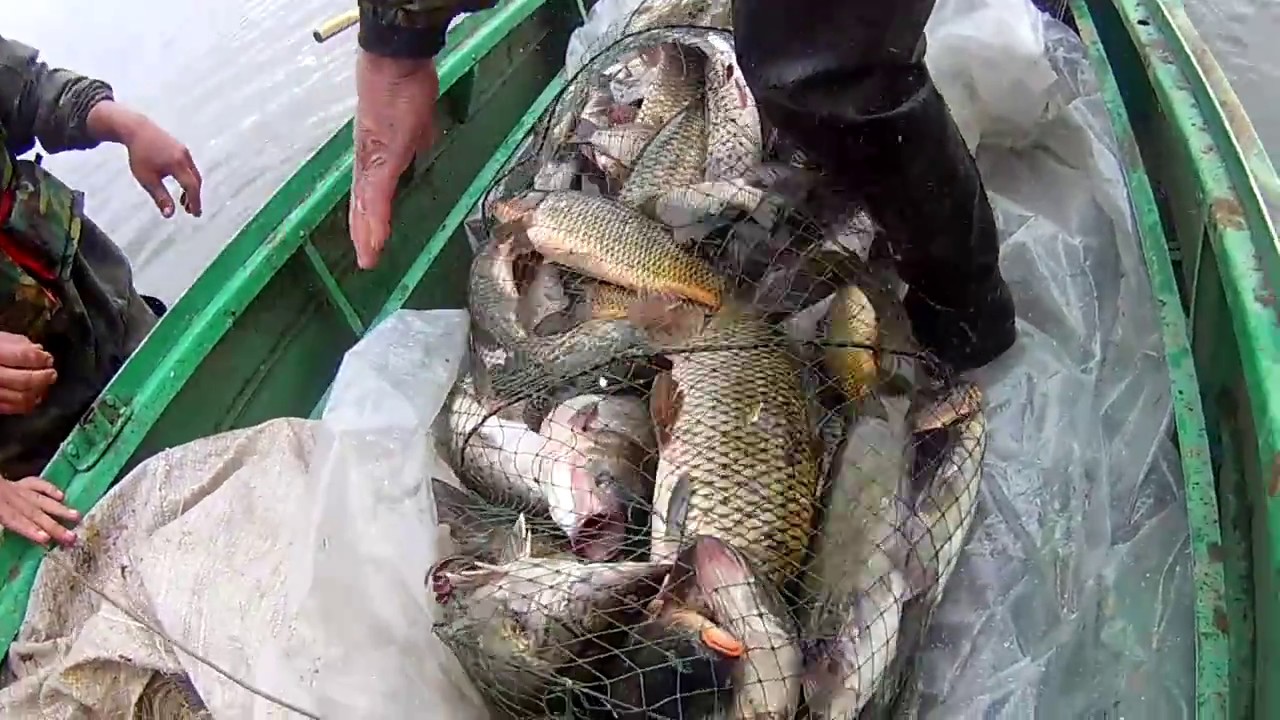 рыбалка ловля сазана
