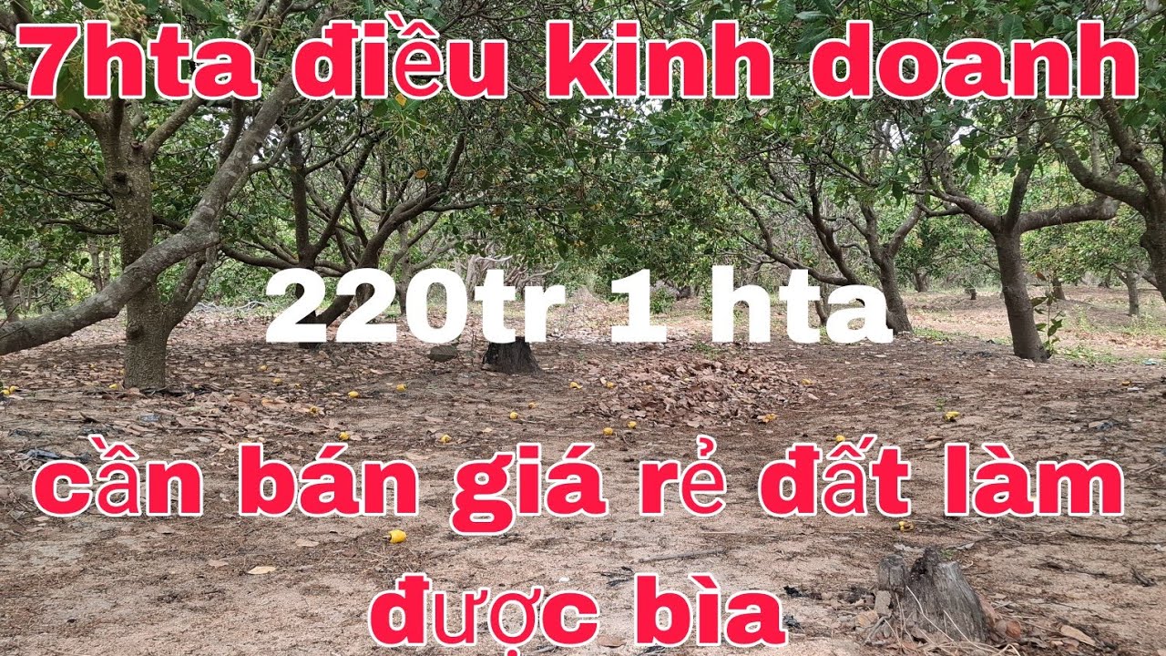 7hta điều kinh doanh đất đen đất làm bìa được cách đLX 5km ac quan tam lh 0785311413