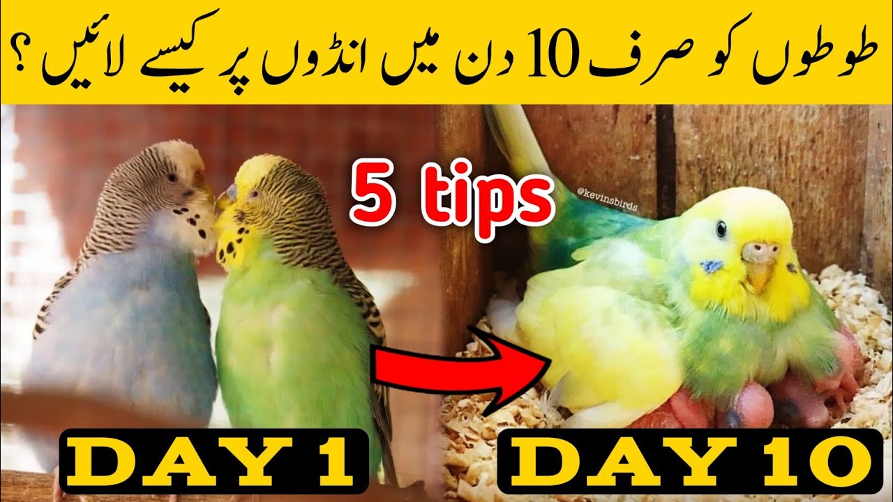 Austalian parrots breeding tips in urdu | Budgies Breeding progress | Breeding Tips for budgies