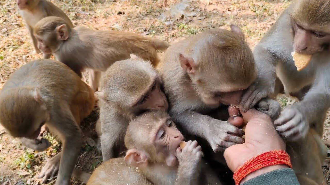 Biscuit Giveaway for Jungle Monkeys // Best Monkey Video ❤️🐒