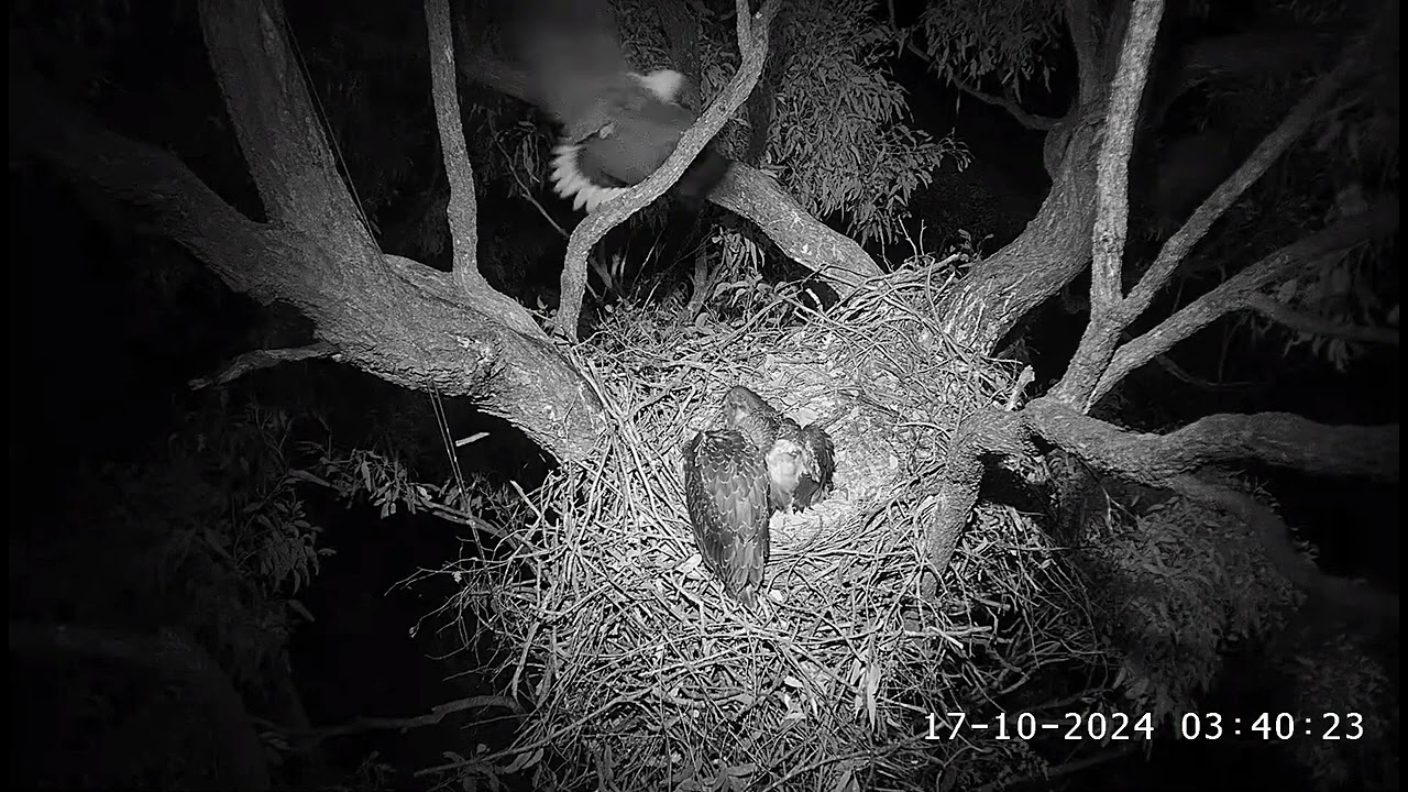 An owl disturbs a night's rest for a family of eagles 😮 / Sea-EagleCAM4 Live Stream / 17-10-2024