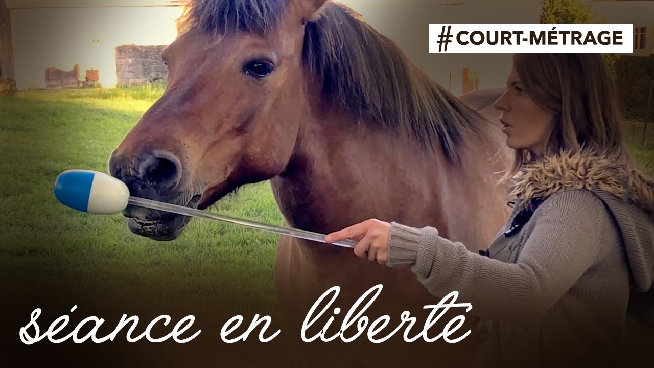 CLICKER TRAINING AVEC MON CHEVAL : TARGET, STICK TO ME SANS STICK, GALOP, MONTOIR