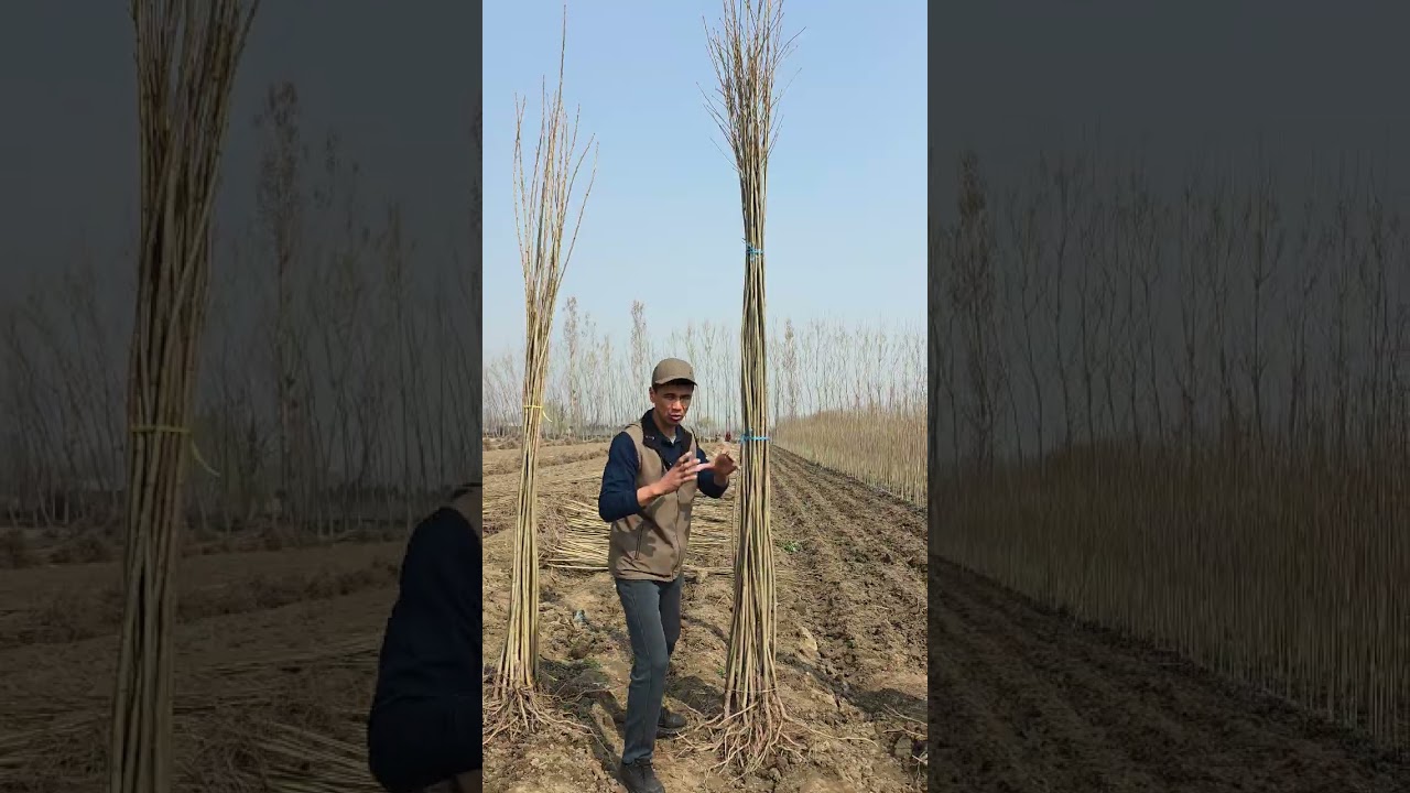 Terak ko'chat +998886631989#терак #тераккучат #кучатнархлари #terakkochat #optomkochat