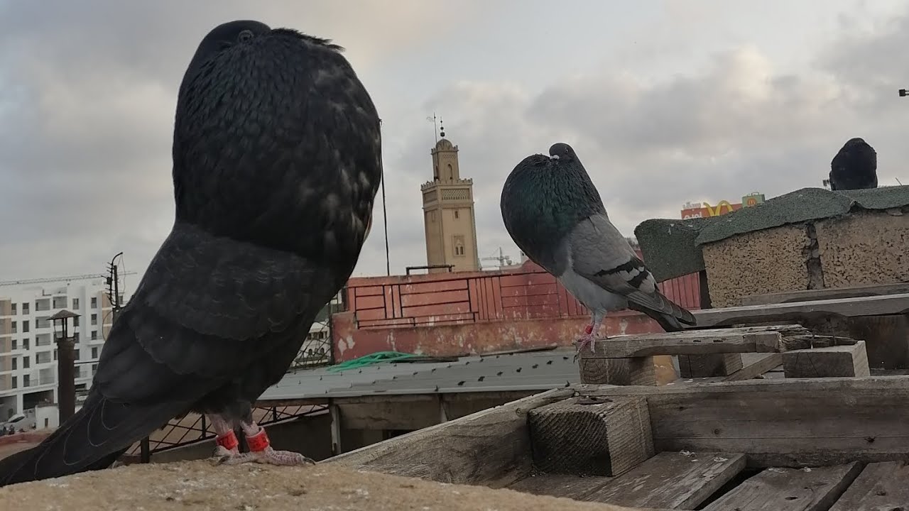 سلام عليكم ❤️ 👍 توليعة جميلة 😍 الجديد قادم ان شاء الله تحياتي للجميع ❤️ 👍