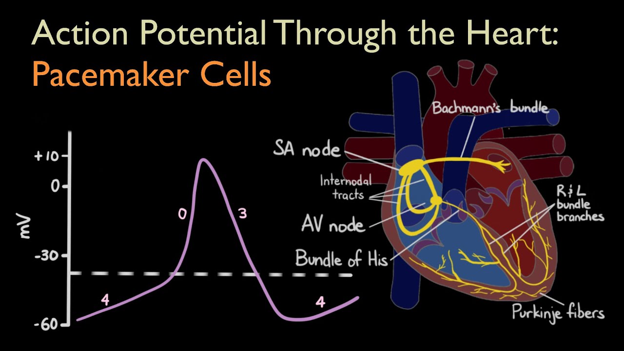 Action Potential Through the Heart: Pacemaker Cells