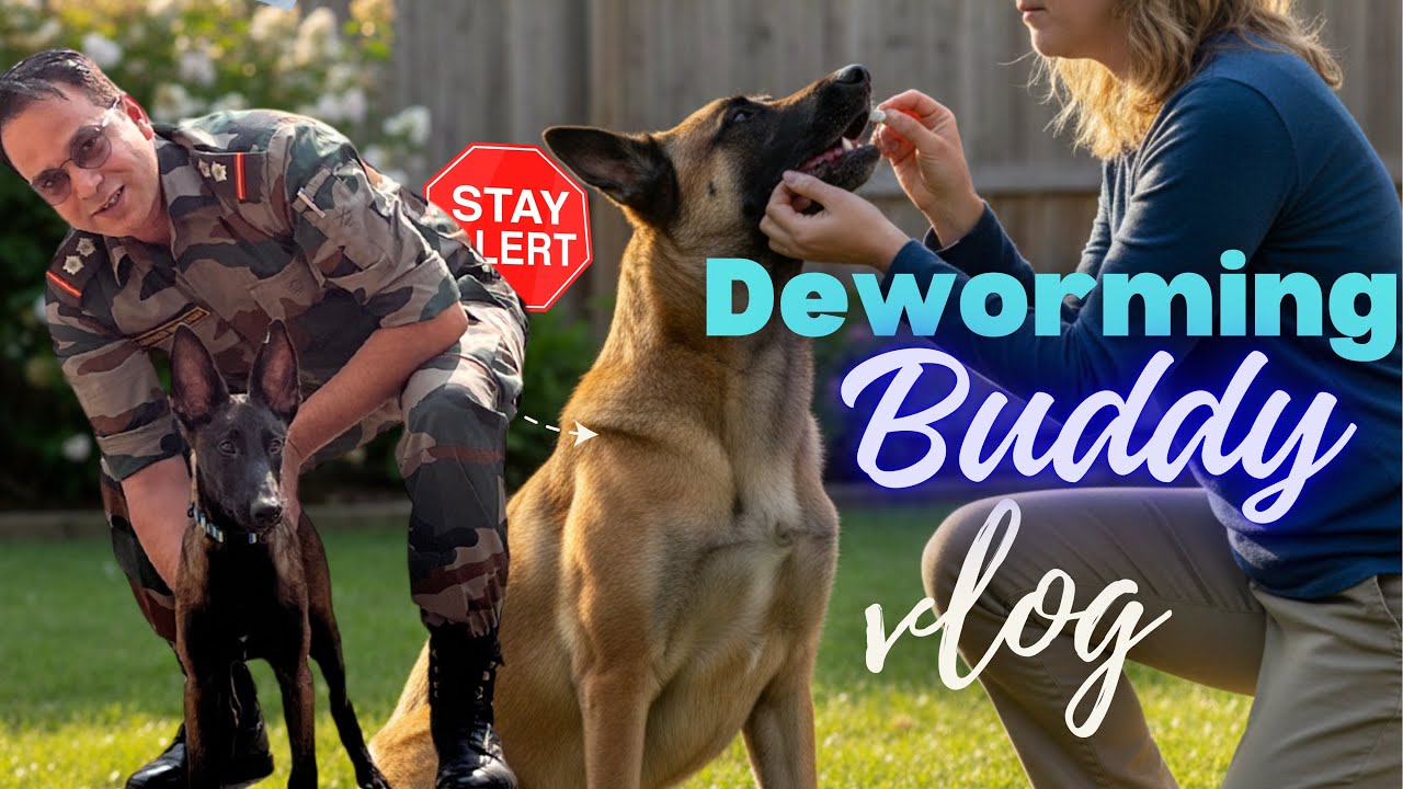 BUDDY ka DEWORMING| PARVO | FEB Started Be ALERT🔔 From PARVO| @UnscriptedlifeofAU @MalinoisLovers 