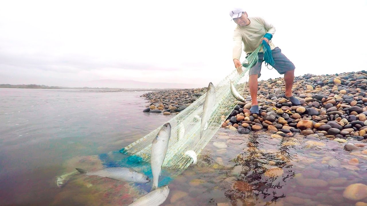 ¡Increíbles capturas! Pescando Grandes Lisas con atarraya