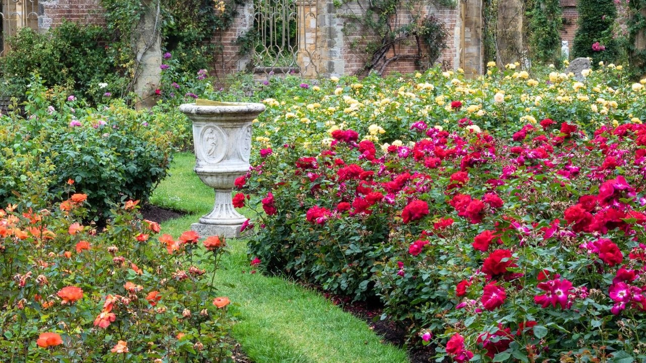 Grow Your Best Roses Ever - Tips From Hever Castle's Head Gardener