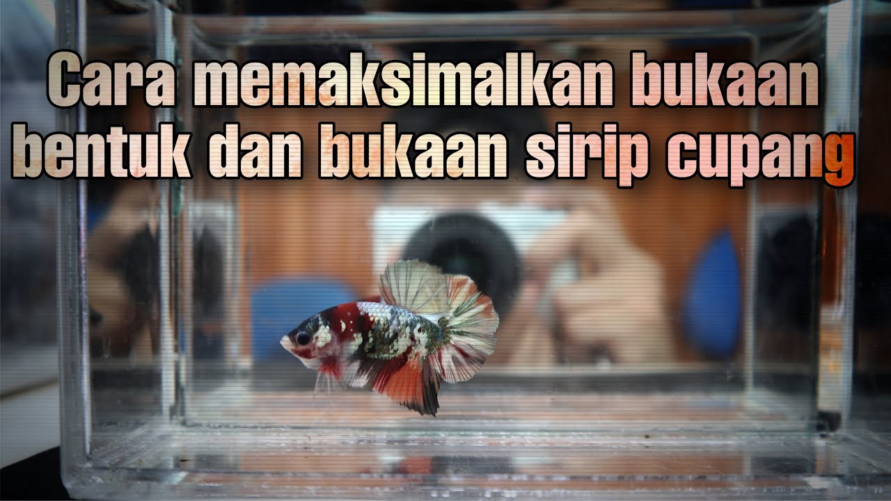 Cara Grooming ikan versi Timur! Bikin sirip dan bukaan ikan auto lebarr lebarrrr