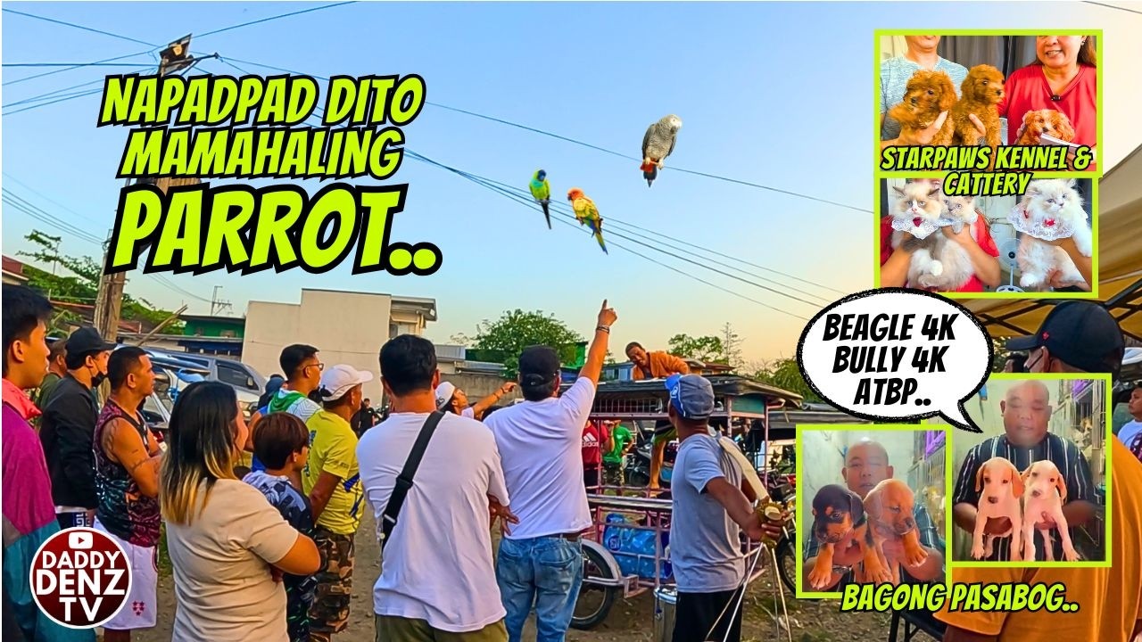 MA RESCUE KAYA AT MAIBALIK SA MAY-ARI?.. / FEB. 27, 2026 @BOCAUE PETS & LIVESTOCK MARKET