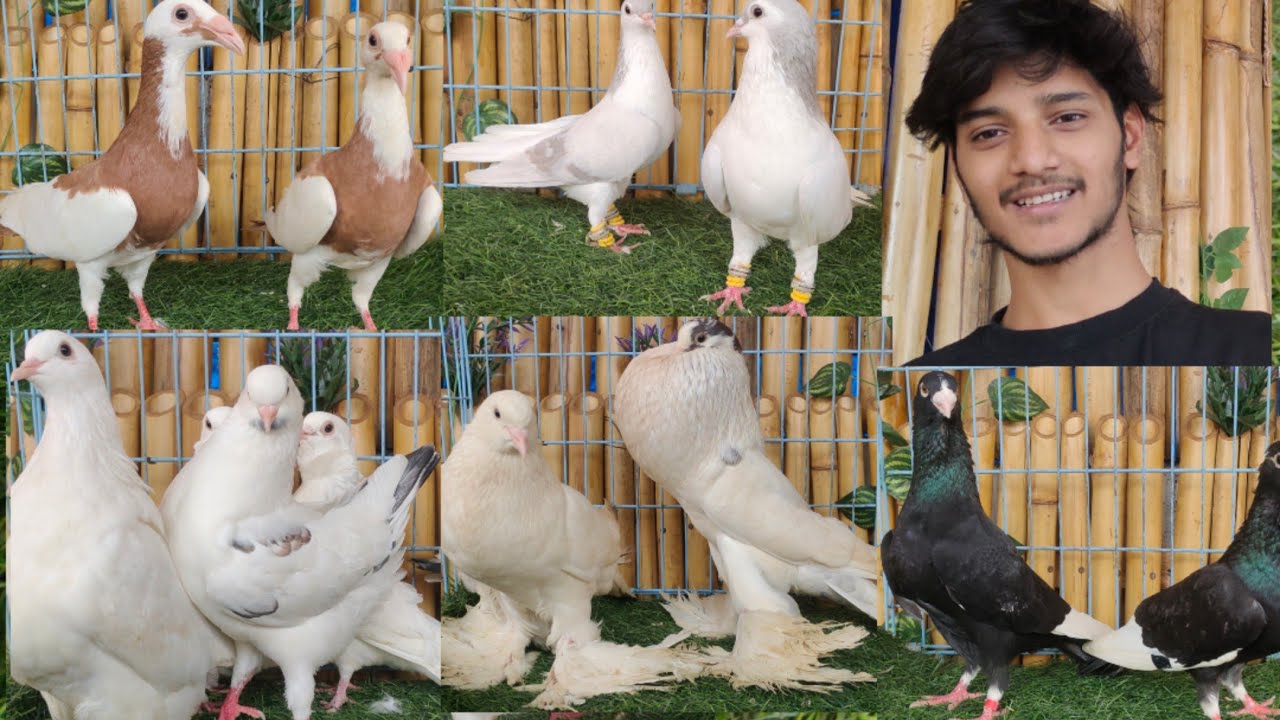 exotic birds fancy pigeons in Hyderabad at RK pigeons loft | siraji jakobin & kaasni khaal