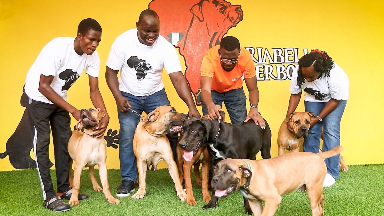 A visit to Briabell Boerboel | Meet the Couple Running Nigeria's Elite Boerboel Empire