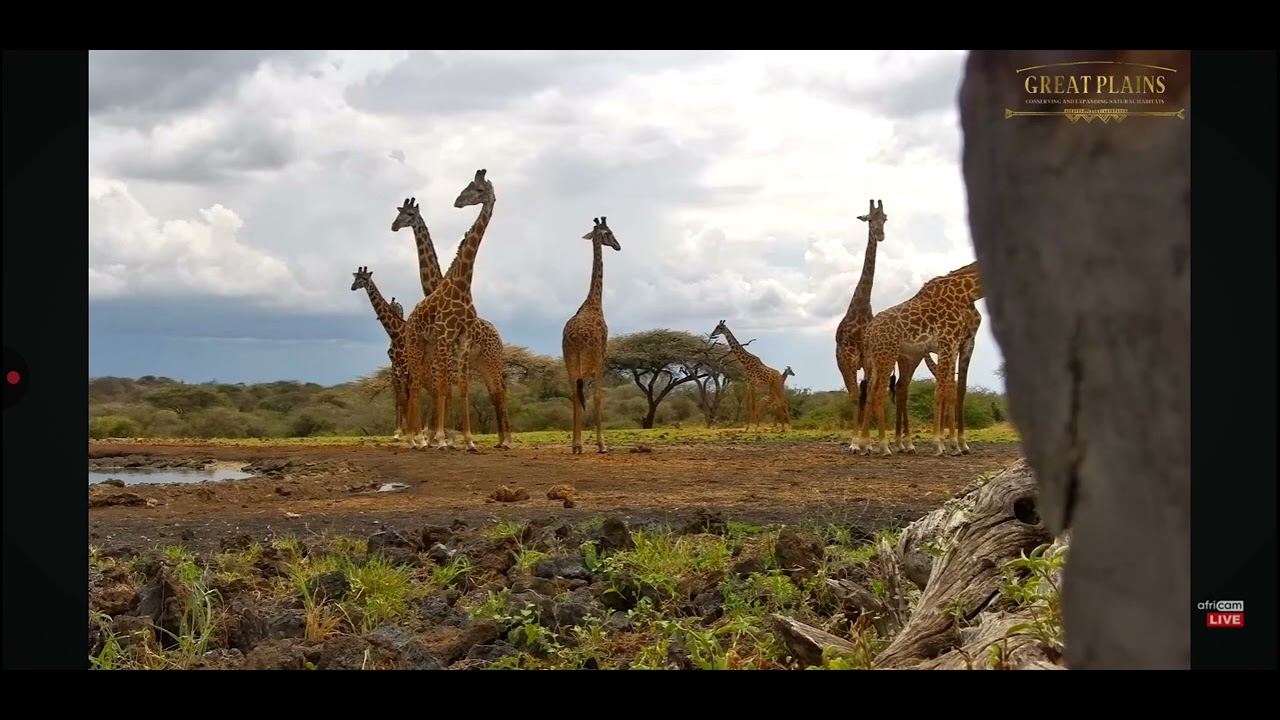 How many giraffes do you see? Stunning! Waterhole in Africa 
