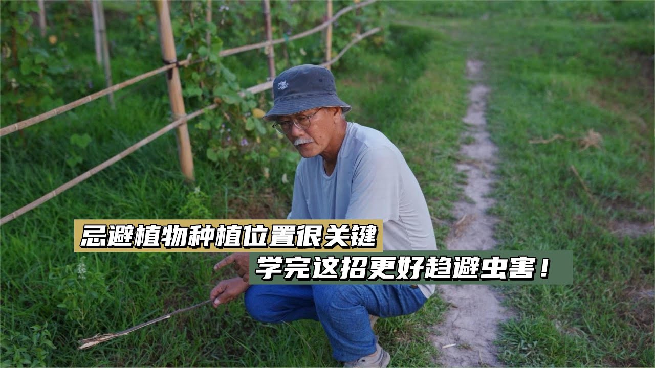 忌避植物种植位置很关键，学完这招更好趋避虫害！